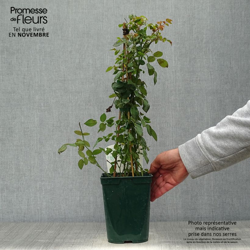 Exemplar von Rosier grimpant Starlet Rose Natalie Pot de 3L/4L wie im Herbst geliefert