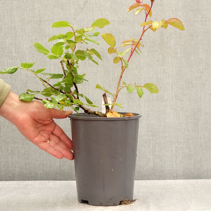 Exemplar von Rosa Negresco - Kletterrose Topf mit 4L/5L wie im Frühjahr geliefert