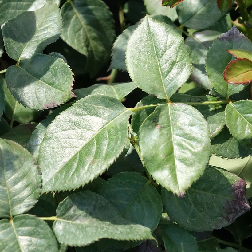 Rosa Oriental Peace - Kletterrose (Foliage)
