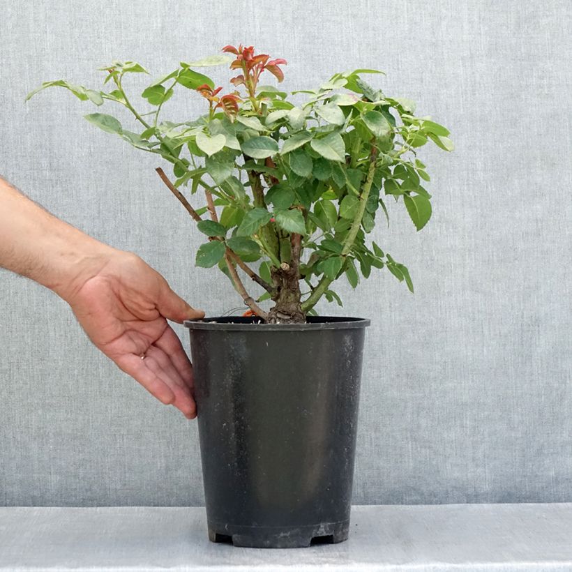 Exemplar von Rosa Oriental Peace - Kletterrose Topf mit 4L/5L wie im Sommer geliefert