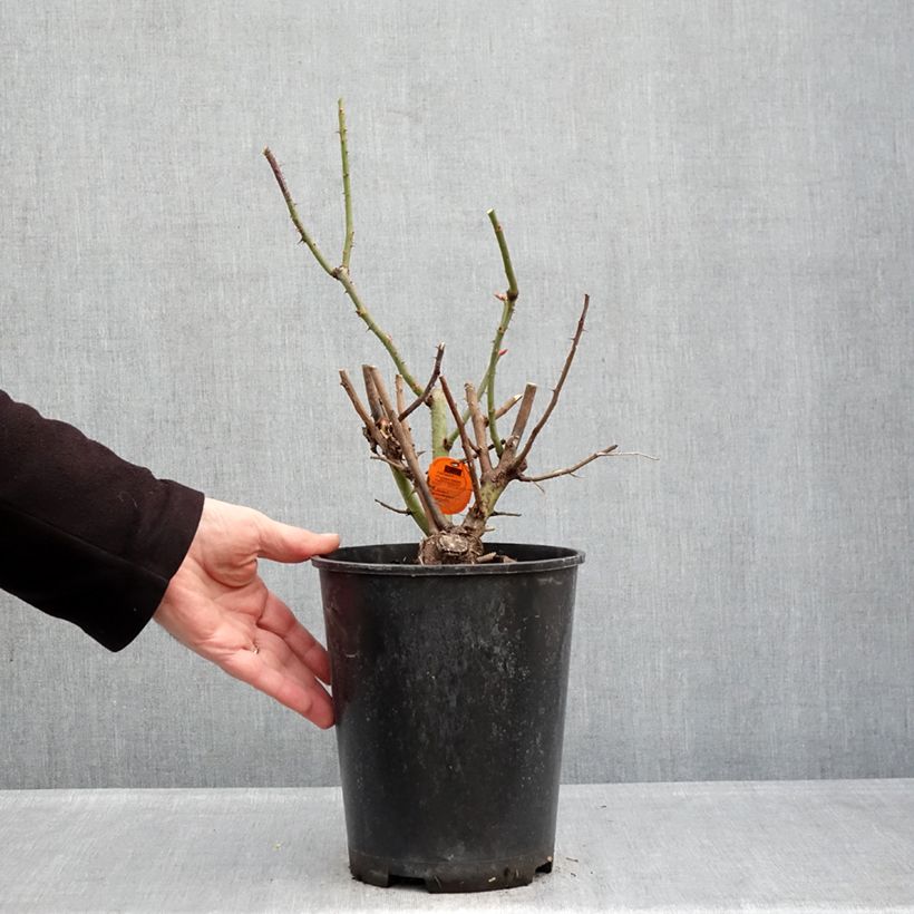 Example of Rosa Oriental Peace - Kletterrose Topf mit 4L/5L as you get in hiver