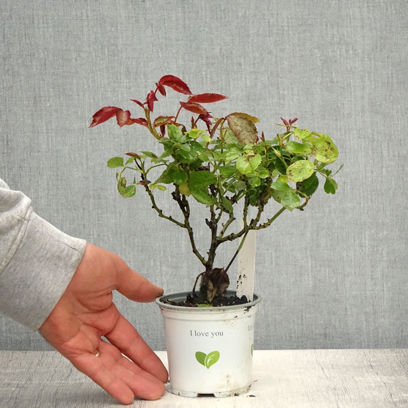 Example of Rosa Palais Royal - Kletterrose Topf 10 cm/11cm as you get in printemps