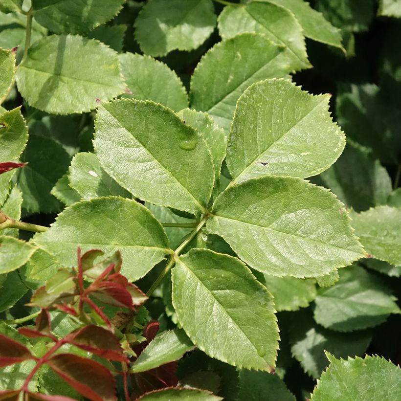 Rosa Palais Royal - Kletterrose (Foliage)