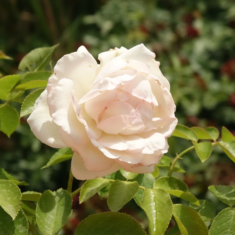 Rosa Palais Royal - Kletterrose (Flowering)