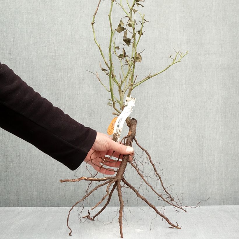 Example of Rosa Palais Royal - Kletterrose Wurzelnackt as you get in hiver