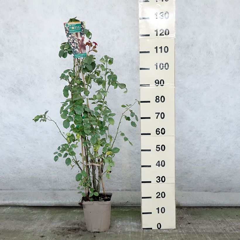 Exemplar von Rosa Papi Delbard 'Delaby' - Kletterrose Topf mit 3L/4L wie im Sommer geliefert