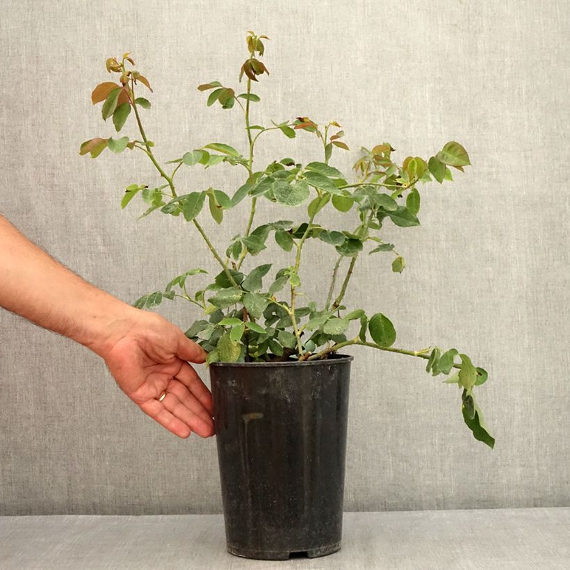 Exemplar von Rosa Paul's Lemon Pillar - Kletterrose Topf mit 4L/5L wie im Sommer geliefert