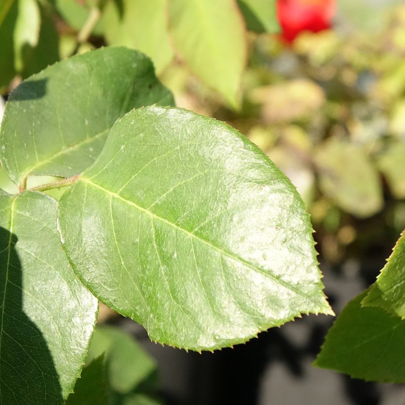Rosa Paul's Lemon Pillar - Kletterrose (Laub)