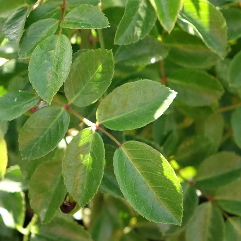 Rosa wichuraiana Paul Transon - Kletterrose (Foliage)