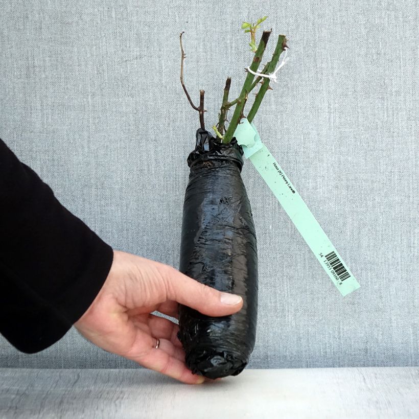 Exemplar von Rosa Penny Lane - Kletterrose Wurzelnackt in Beutel wie im Winter geliefert