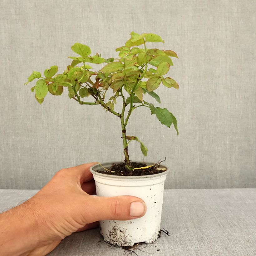Example of Rosa Pierre de Ronsard - Kletterrose Topf 10 cm/11cm as you get in ete