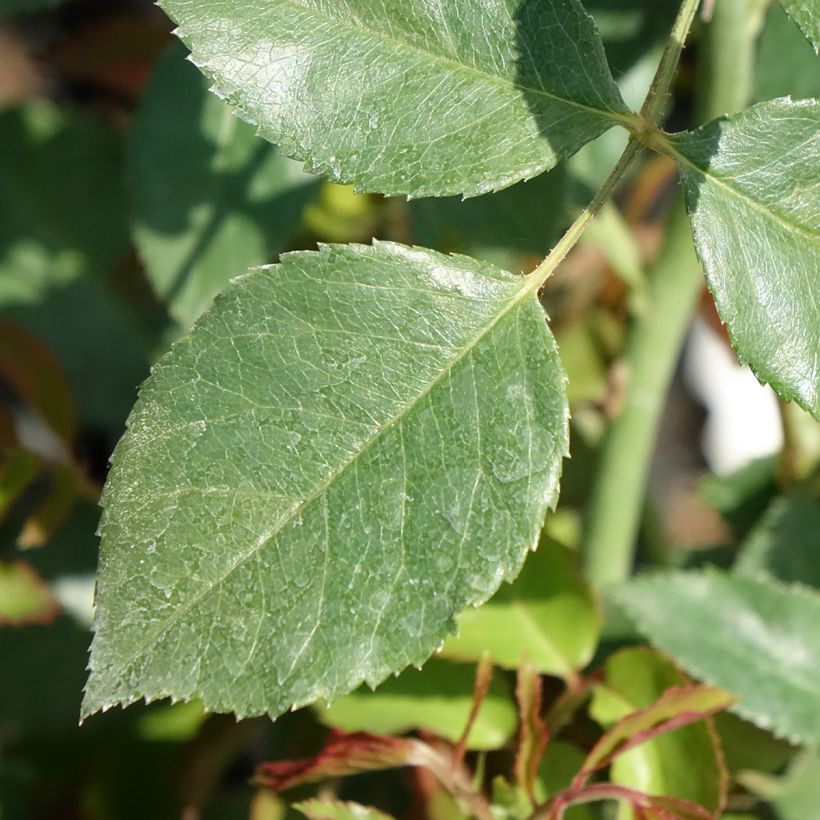 Rosa Sabrina - Kletterrose (Laub)