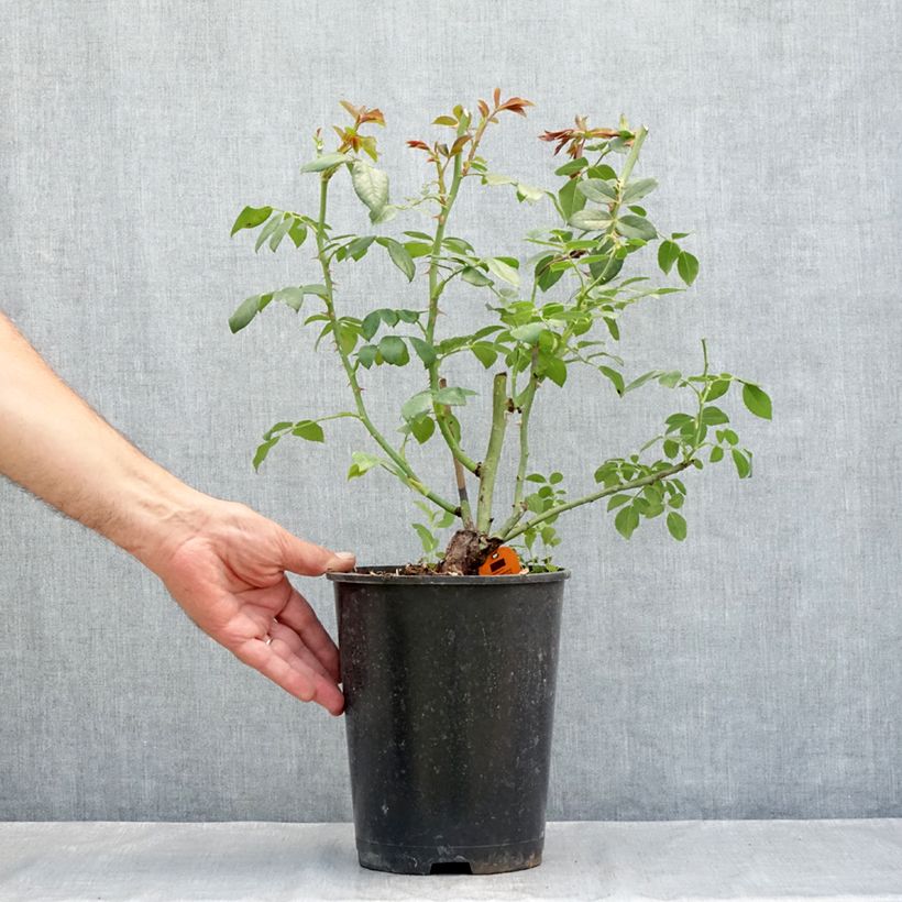 Exemplar von Rosa Sabrina - Kletterrose Topf mit 4L/5L wie im Sommer geliefert