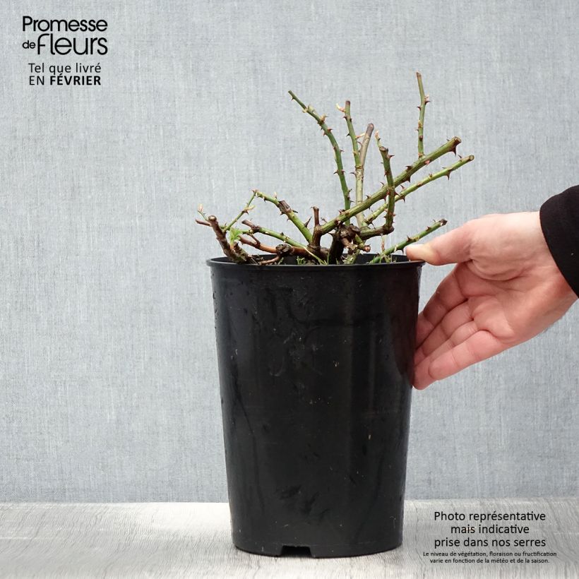 Exemplar von Rosa multiflora Seagull - Kletterrose Topf mit 4L/5L wie im Winter geliefert