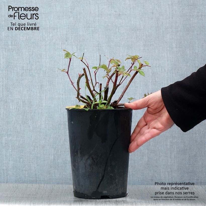 Exemplar von Rosier grimpant Siluetta Romantic Pot de 4L/5L wie im Herbst geliefert