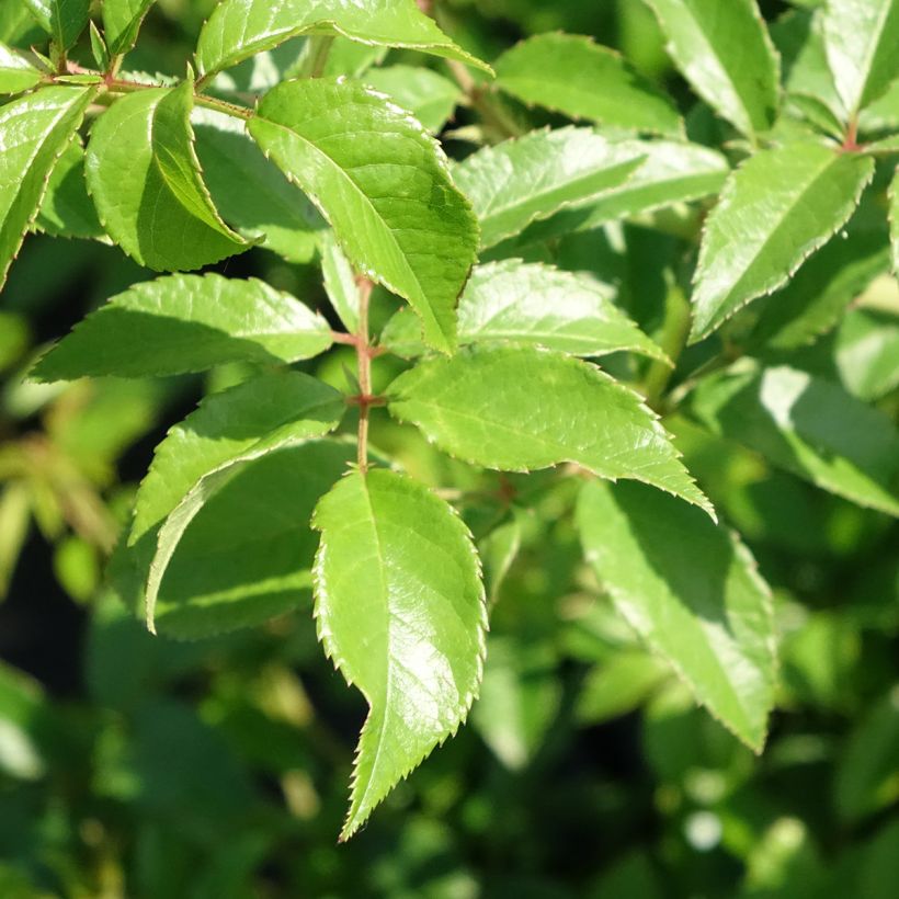 Rosa Siluetta Sunny - Kletterrose (Foliage)