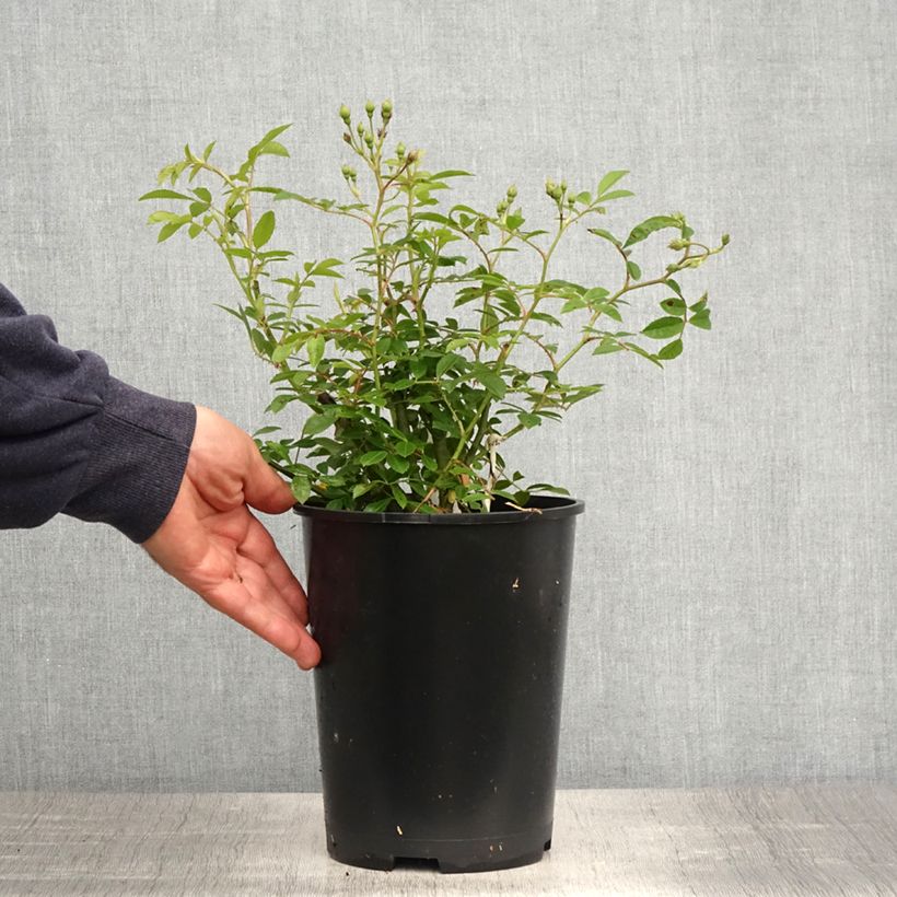 Example of Rosa Siluetta Sunny - Kletterrose Topf mit 4L/5L as you get in printemps