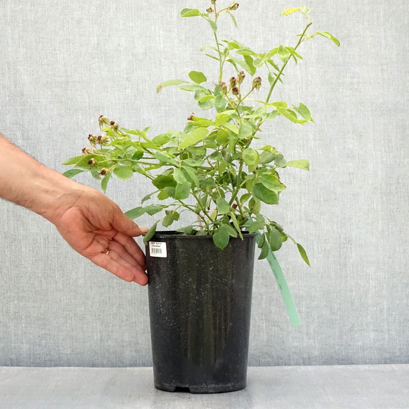 Example of Rosa Sourire d'Orchidée - Kletterrose Topf mit 4L/5L as you get in ete