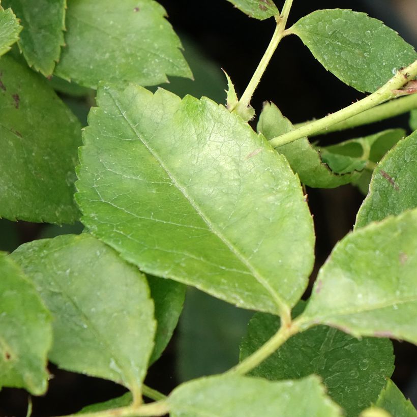 Rosa Sourire d'Orchidée - Kletterrose (Foliage)