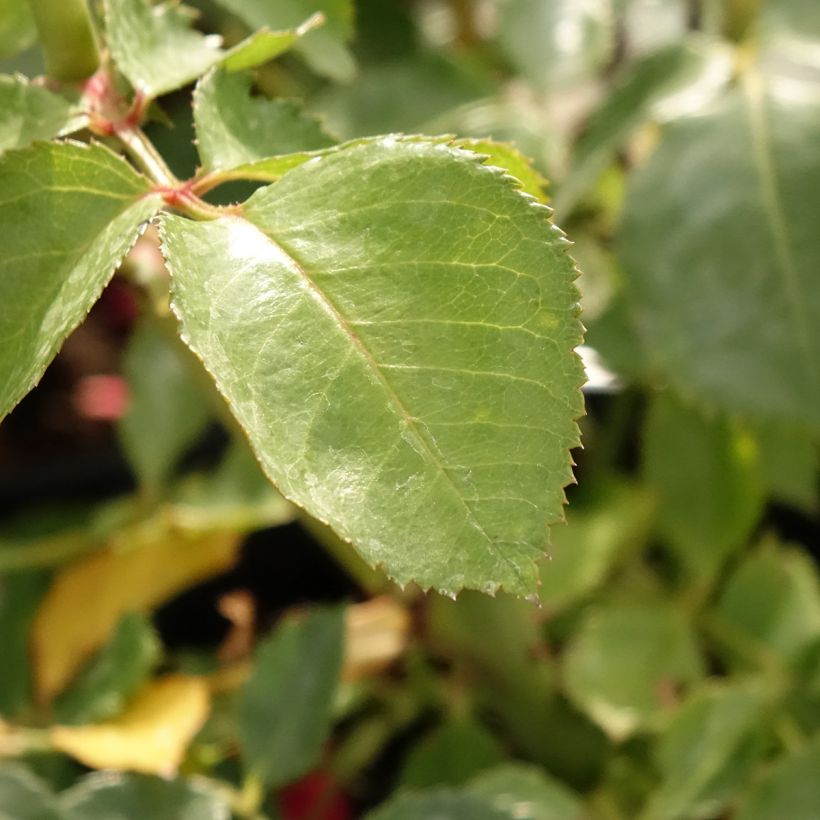 Rosa Sympathie - Kletterrose (Foliage)