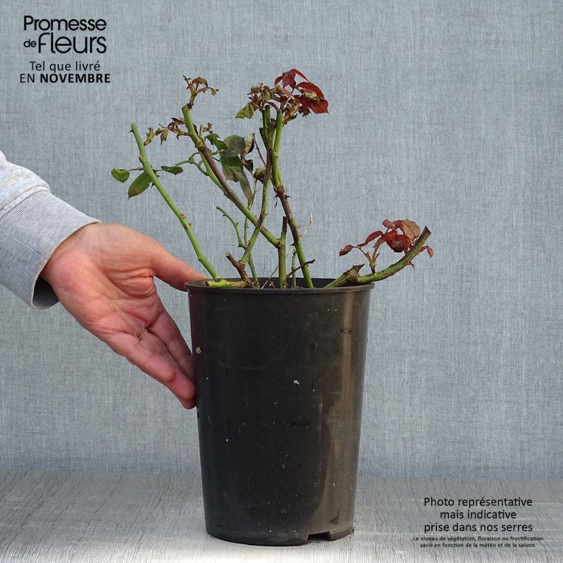 Exemplar von Rosier grimpant That's Jazz Pot de 4L/5L wie im Herbst geliefert