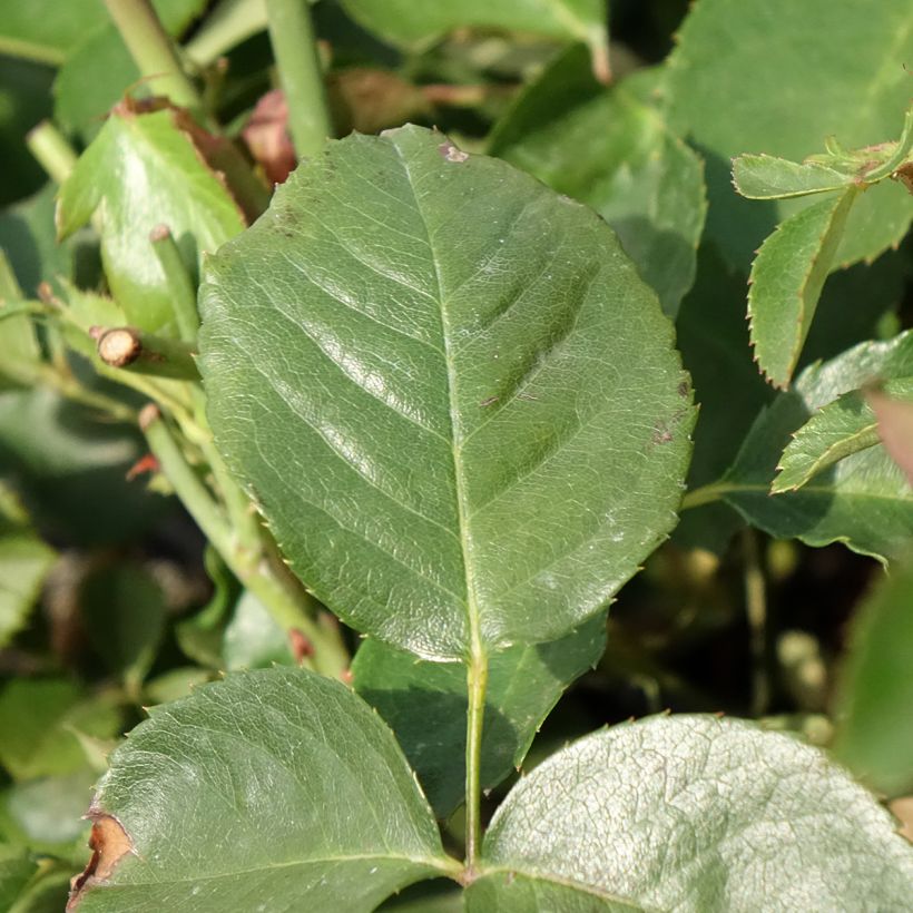 Rosa That's Jazz - Kletterrose (Laub)