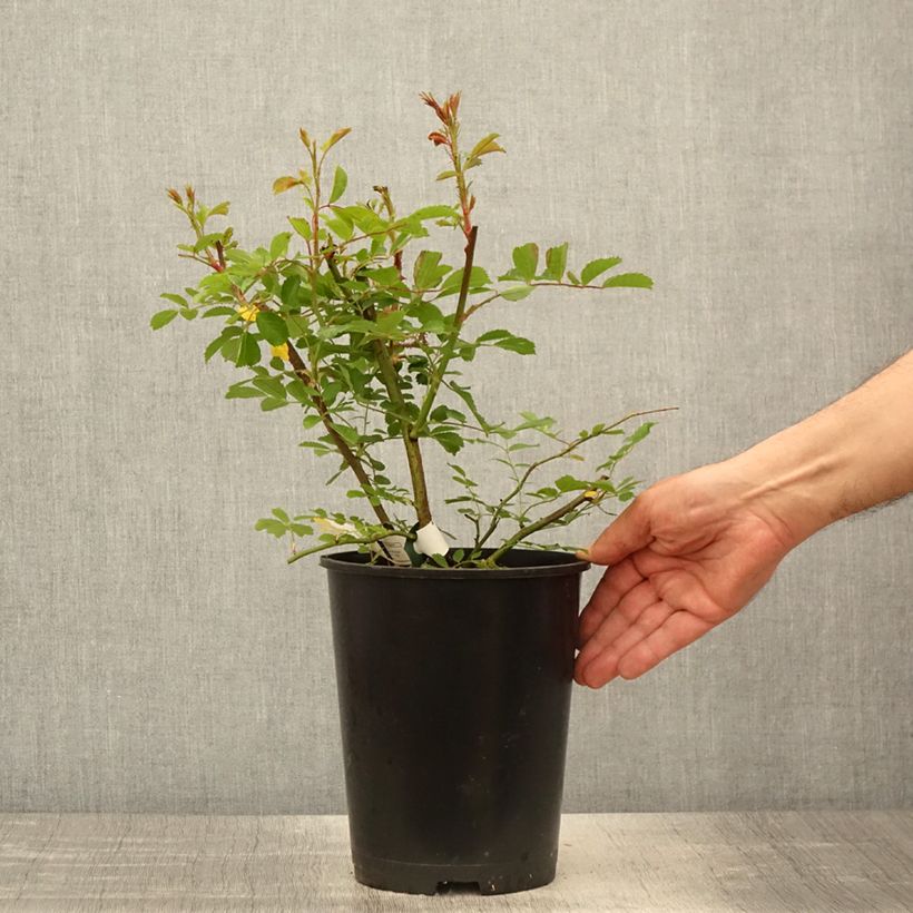 Example of Rosa Wilderode - Kletterrose Topf mit 4L/5L as you get in printemps