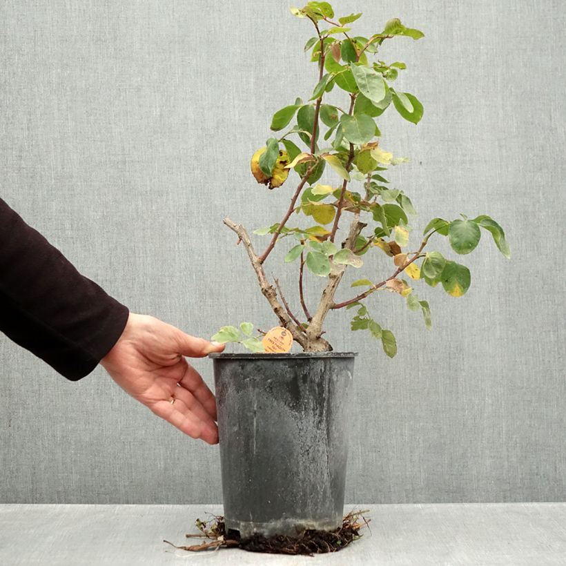 Exemplar von Rosa Yves Piaget - Kletterrose Topf mit 4L/5L wie im Herbst geliefert