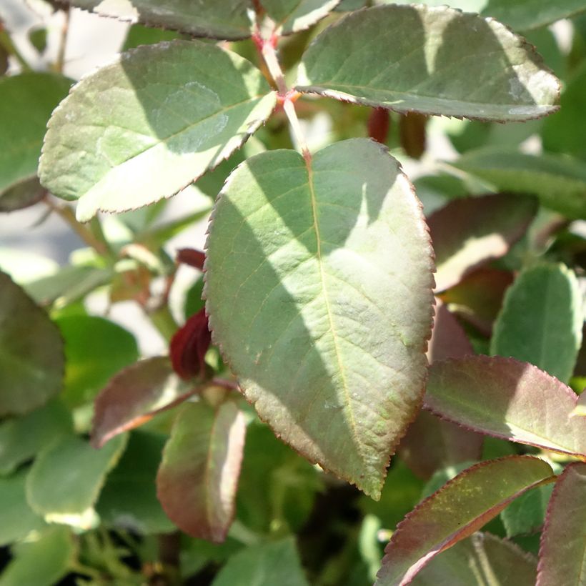 Rosa Zéphirine Drouhin - Kletterrose (Foliage)