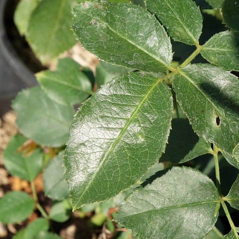 Rosa Jubilé du Prince de Monaco - Kletterrose (Laub)