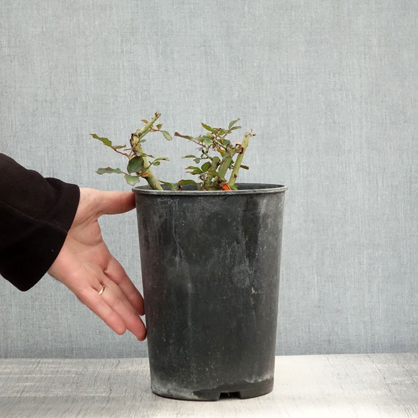 Exemplar von Rosier Jubilé du Prince de Monaco Pot de 4L/5L wie im Herbst geliefert