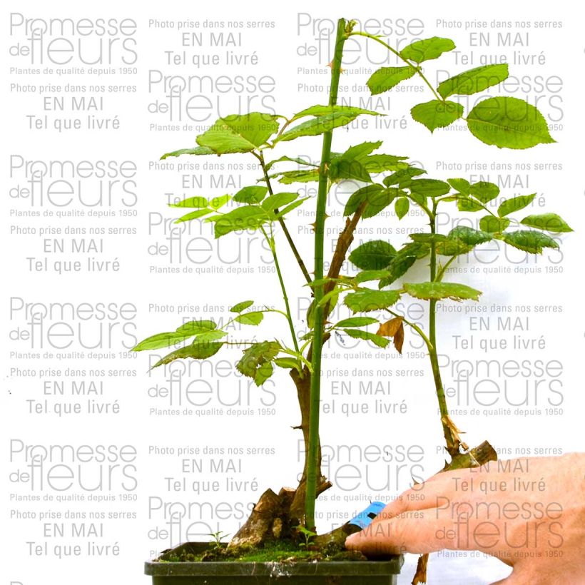 Beispiel eines Exemplars von Rosa Generosa Ladurée - Guillot Rose Topf mit 4L/5L wie geliefert