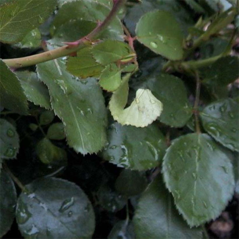 Rosa Leonardo Da Vinci - Beetrose (Laub)