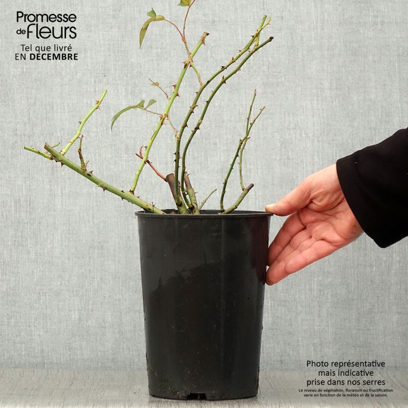 Exemplar von Rosa moschata Francis E Lester - Moschus Rambler-Rose Topf mit 4L/5L wie im Herbst geliefert