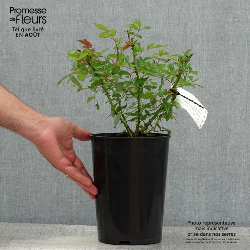 Exemplar von Rosa moschata Francis E Lester - Moschus Rambler-Rose Topf mit 4L/5L wie im Sommer geliefert