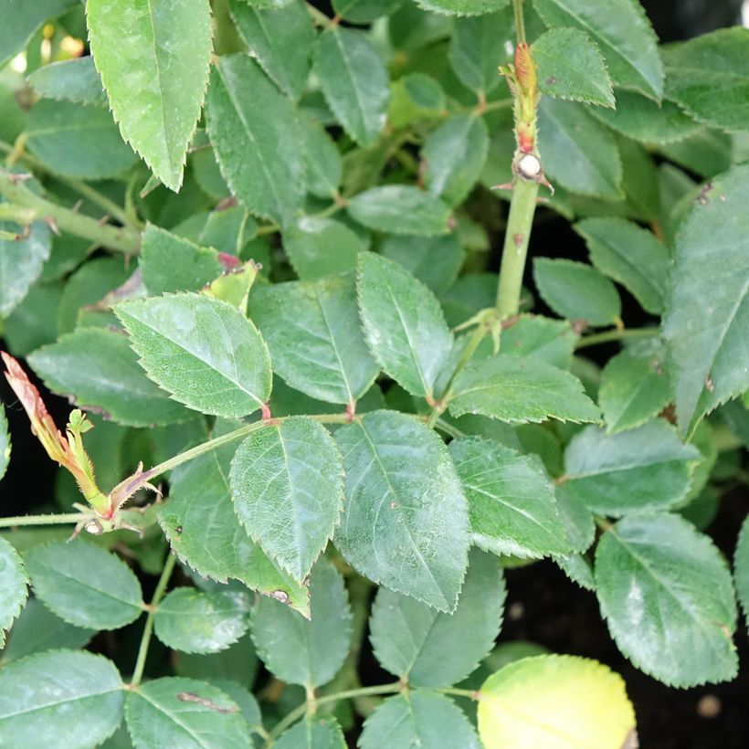 Rosa wichuraiana François Juranville - Rambler-Rose (Foliage)
