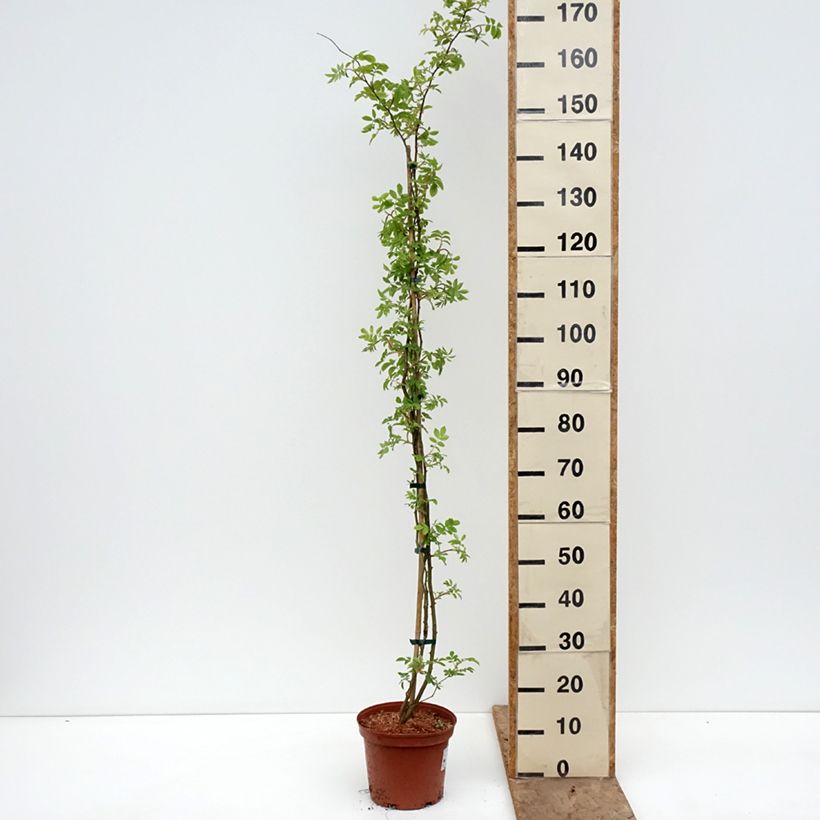 Exemplar von Rosa Goldfinch - Rambler-Rose Topf mit 4L/5L wie im Frühjahr geliefert