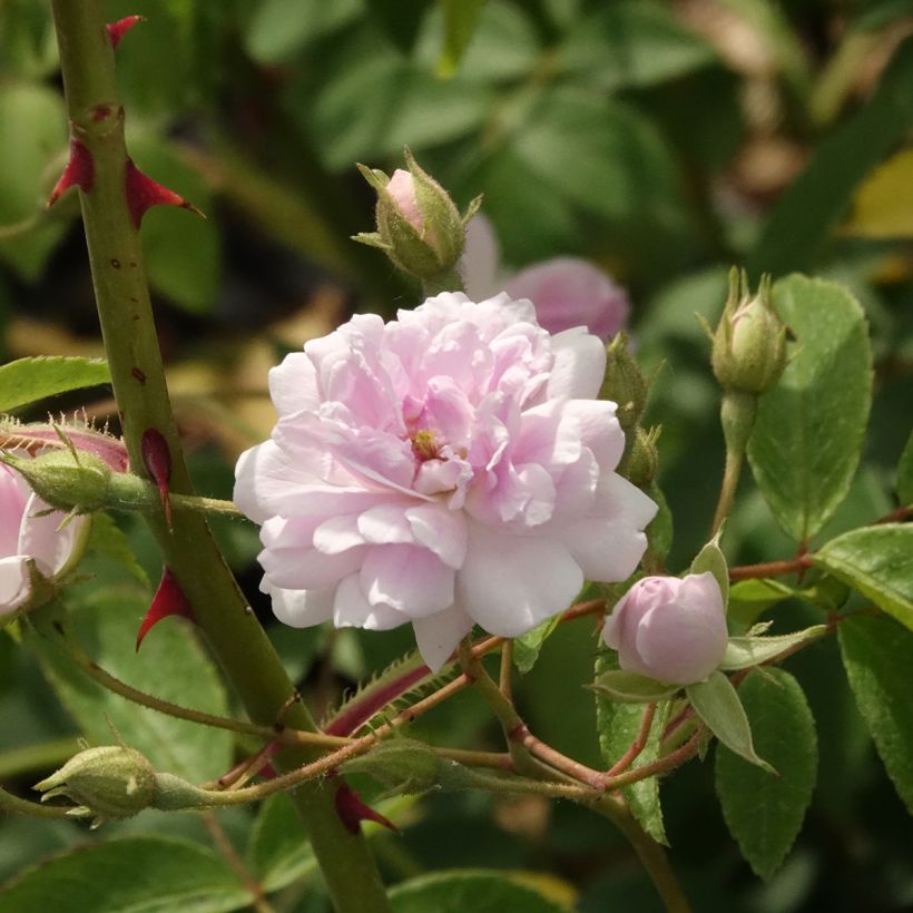Rosa moschata Paul's Himalayan Musk - Moschus Rambler-Rose (Blüte)