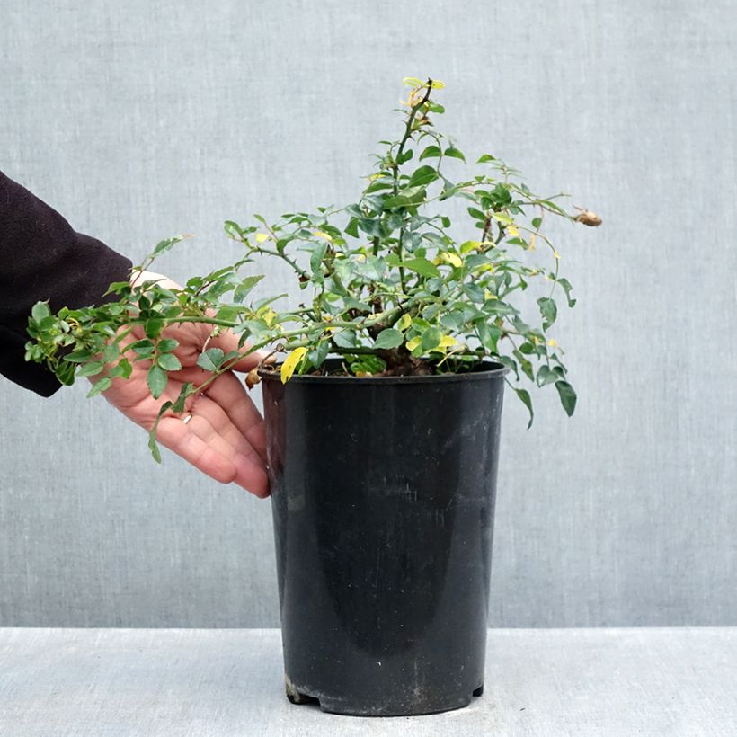 Exemplar von Rosa wichuraiana Sander's White Rambler - Rambler-Rose Topf mit 4L/5L wie im Herbst geliefert