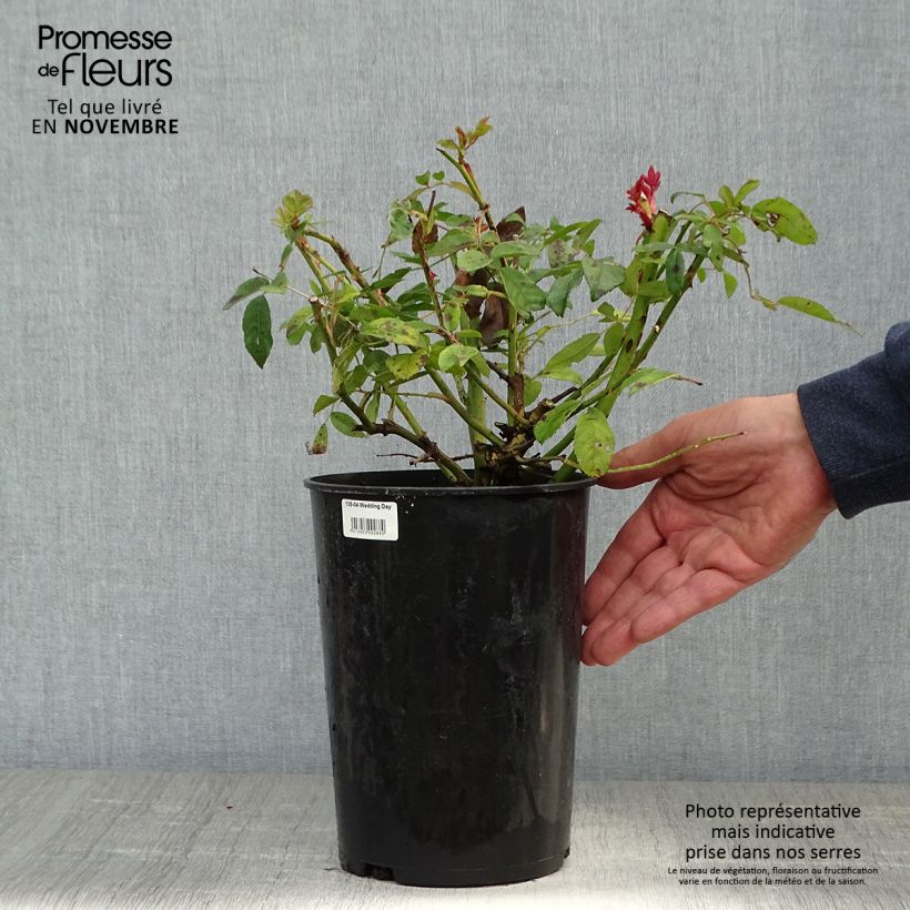 Exemplar von Rosa Wedding Day - Rambler-Rose Topf mit 4L/5L wie im Herbst geliefert
