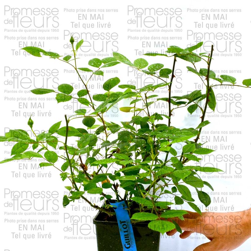 Beispiel eines Exemplars von Rosa Generosa Marc-Antoine Charpentier - Guillot Rose Topf mit 4L/5L wie geliefert