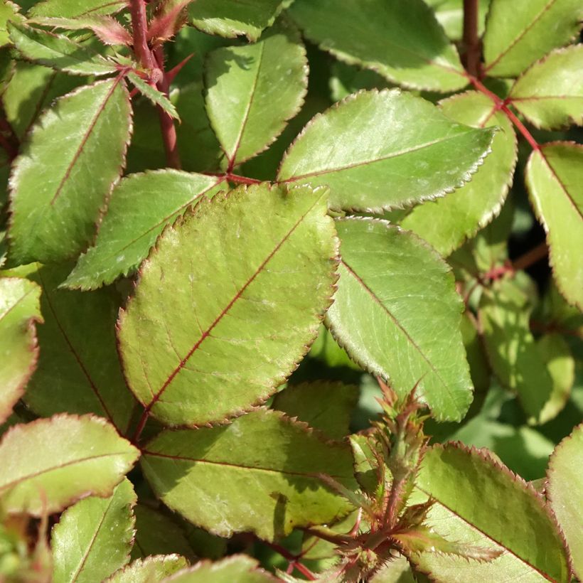 Rosa Meillandecor Pink Chantilly Meilevire - Zwerg-Parkrose (Laub)