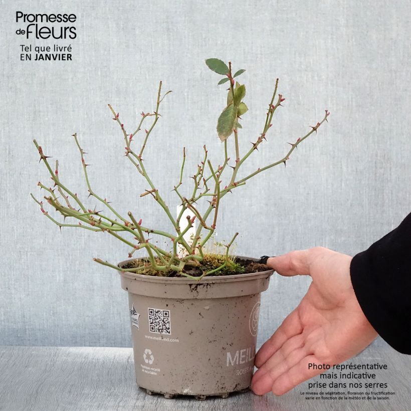 Exemplar von Rosier Meillandecor Pink Chantilly Meilevire Pot de 4L/5L wie im Winter geliefert