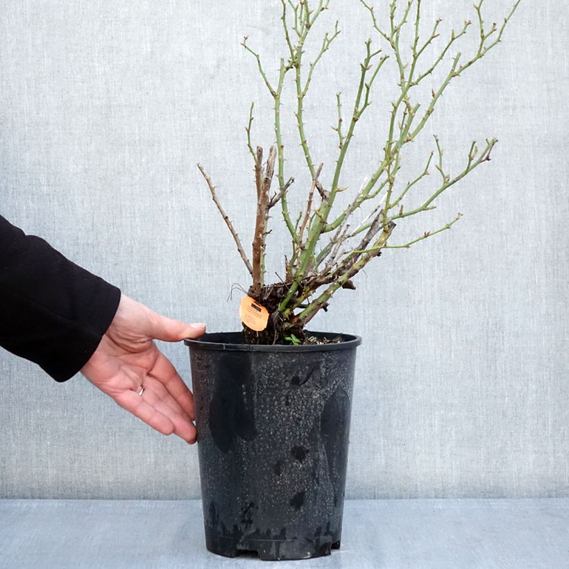 Example of Rosa Belle Symphonie - Zwerg-Parkrose Topf mit 4L/5L as you get in hiver