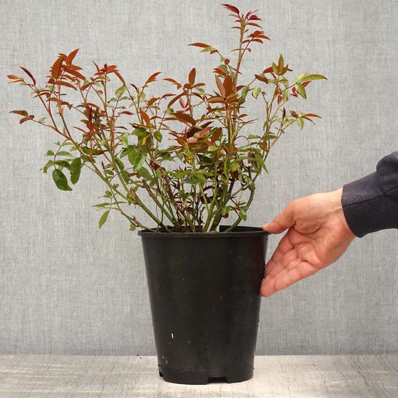 Example of Rosa polyantha Orange Morsdag - Zwerg-Parkrose Topf mit 3L/4L as you get in printemps