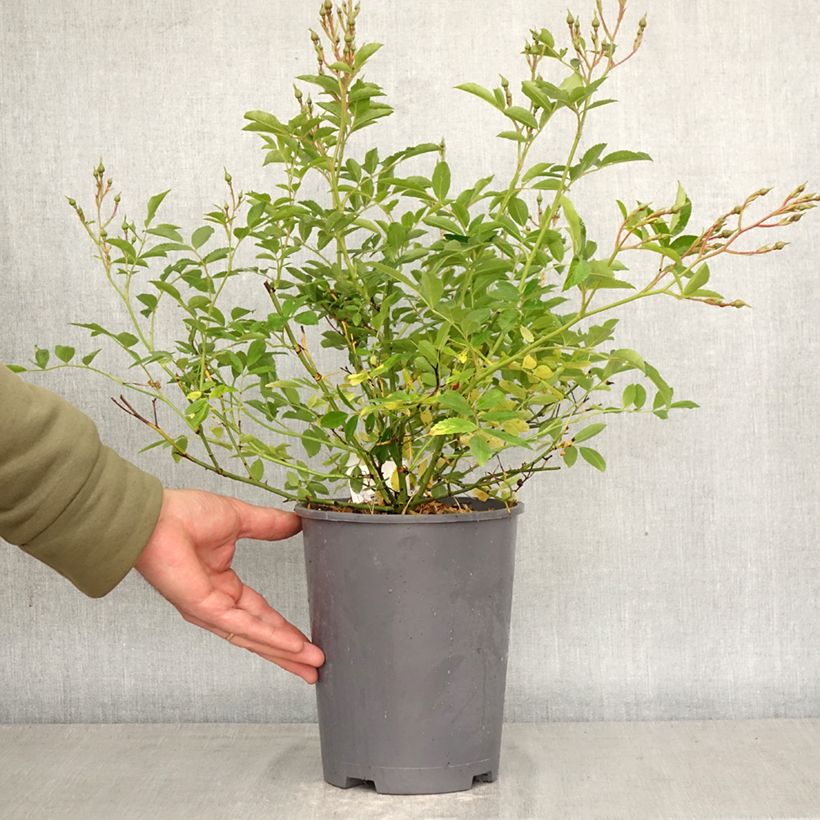 Exemplar von Rosa moschata Ma Fille Sara - Zwerg-Parkrose Topf mit 4L/5L wie im Frühjahr geliefert