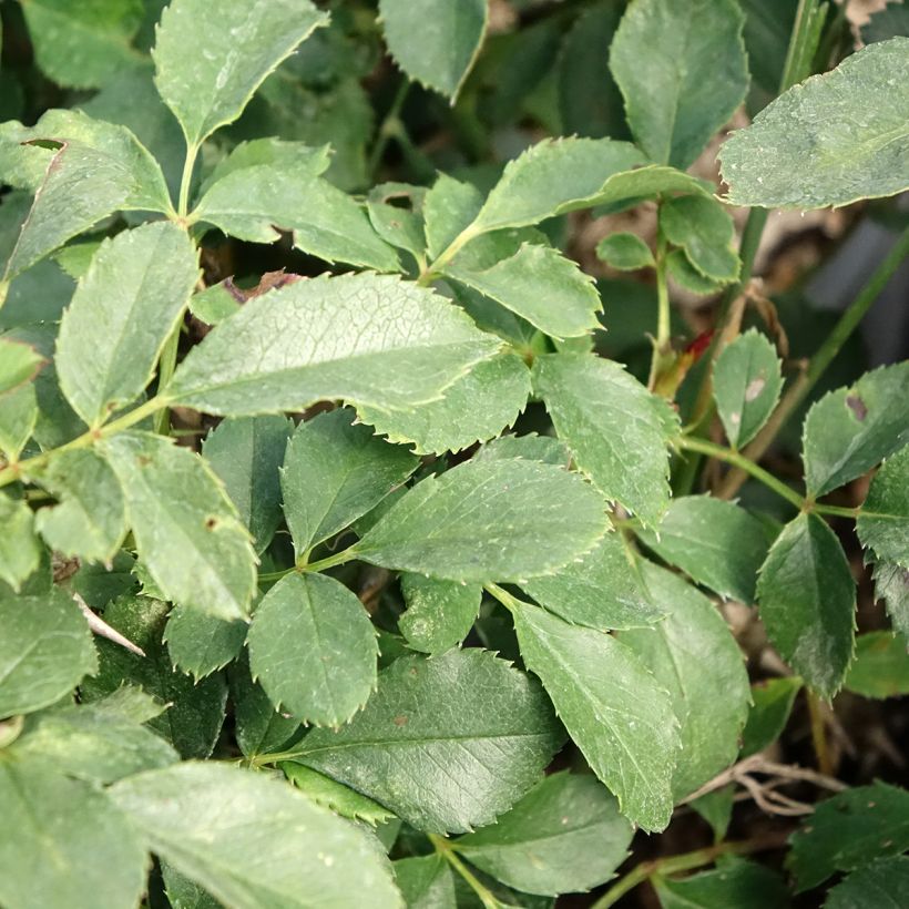 Rosa Tilt Symphonie - Zwerg-Parkrose (Foliage)