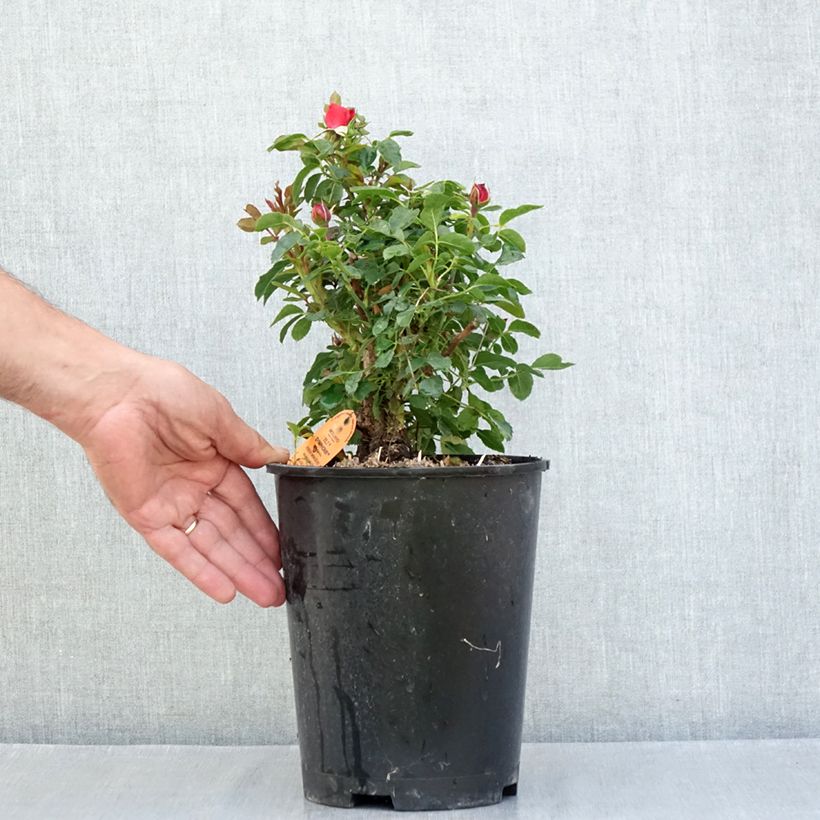 Example of Rosa Tilt Symphonie - Zwerg-Parkrose Topf mit 4L/5L as you get in ete