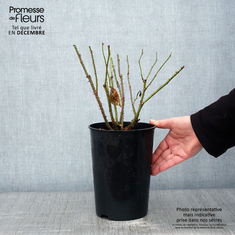Exemplar von Rosa Portland Mme Boll - Historische Rose Topf mit 4L/5L wie im Herbst geliefert