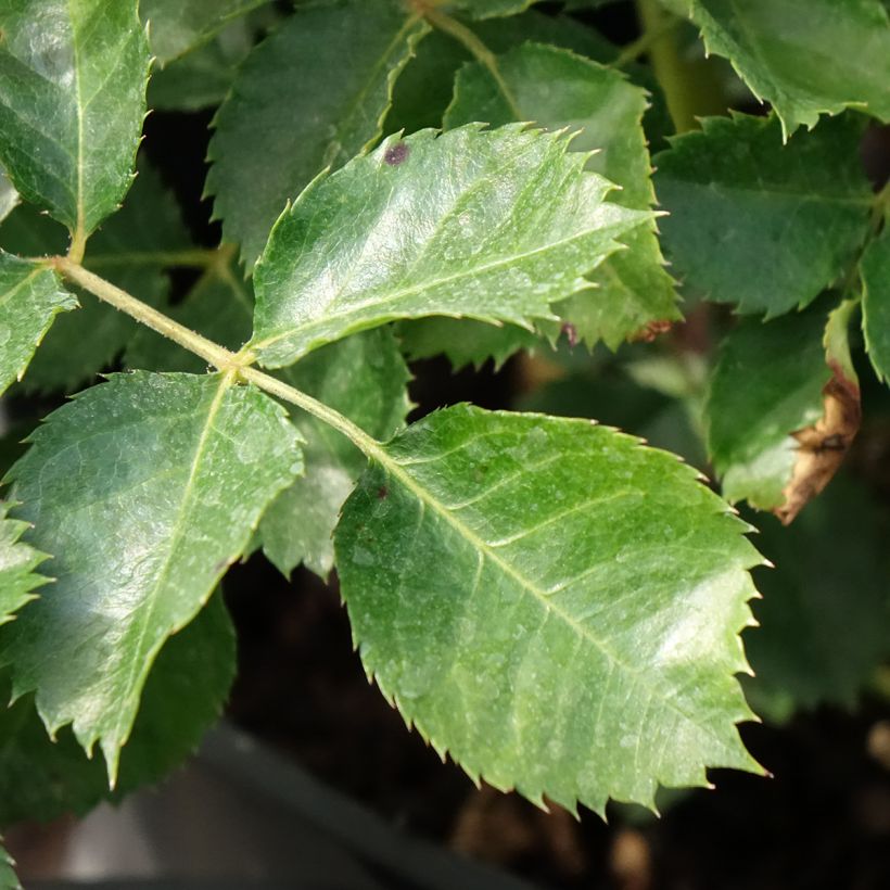 Zwerg-Rose Aria Babylon Eyes (Laub)